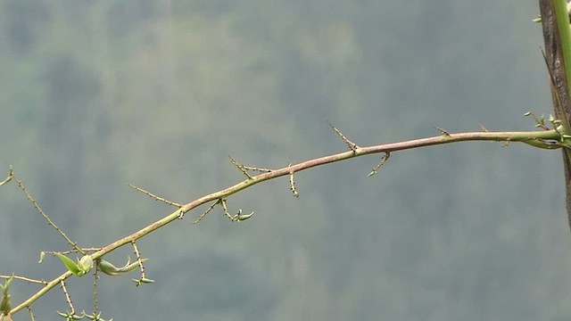 vlha hnědohlavá - ML628366398