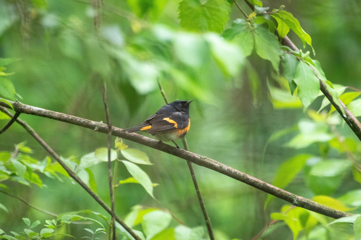 American Redstart - ML628366402