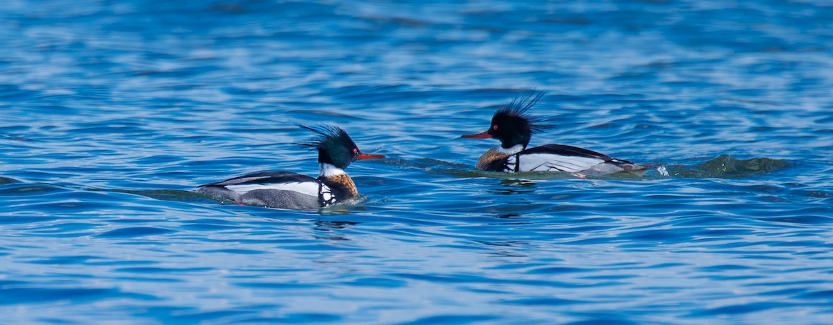 Red-breasted Merganser - ML628366414