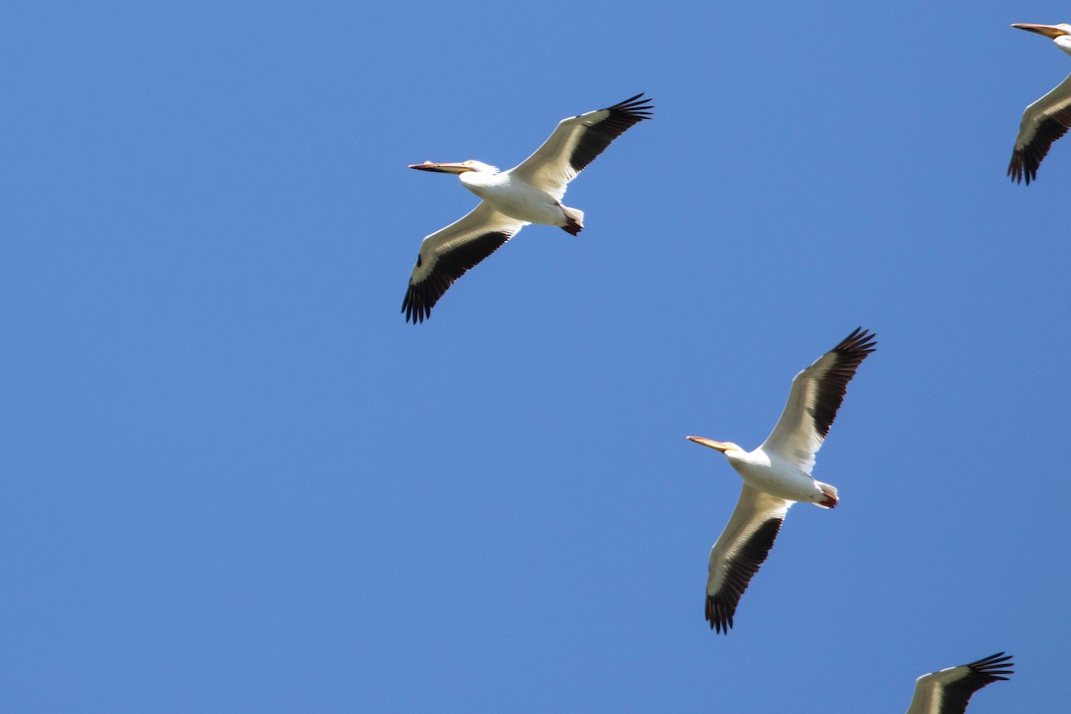 American White Pelican - ML628366447