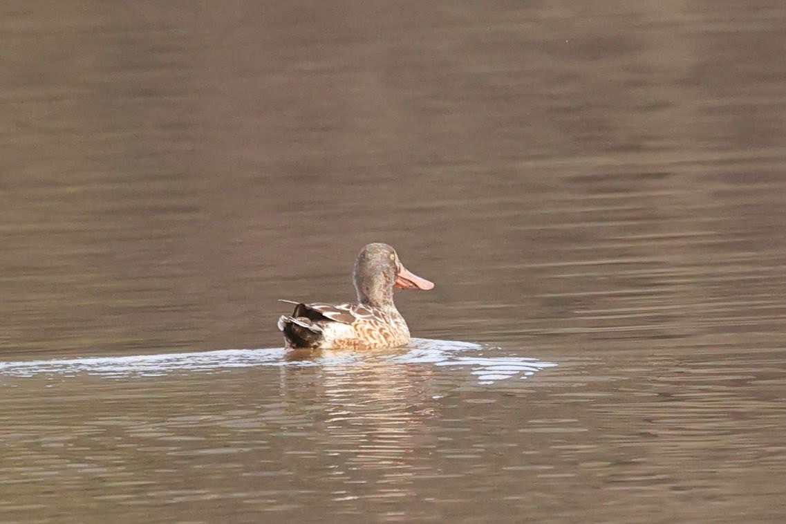 Northern Shoveler - ML628366455