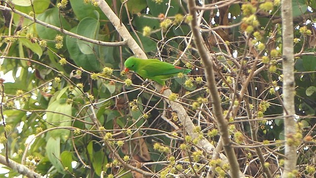 Vernal Hanging-Parrot - ML628366460
