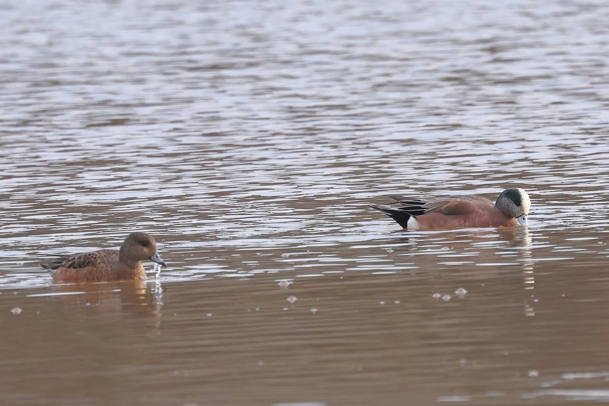 American Wigeon - ML628366471