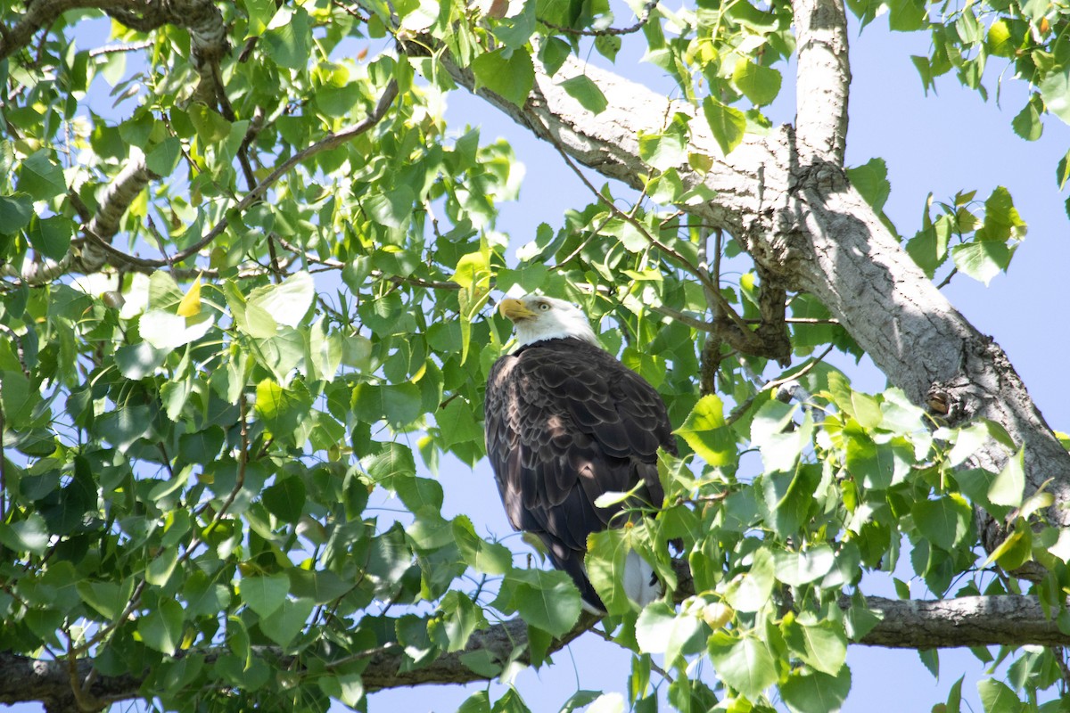 Bald Eagle - ML628366497