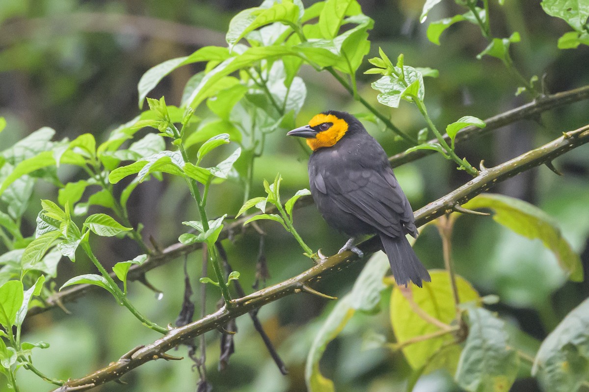 Black-billed Weaver - ML628366512