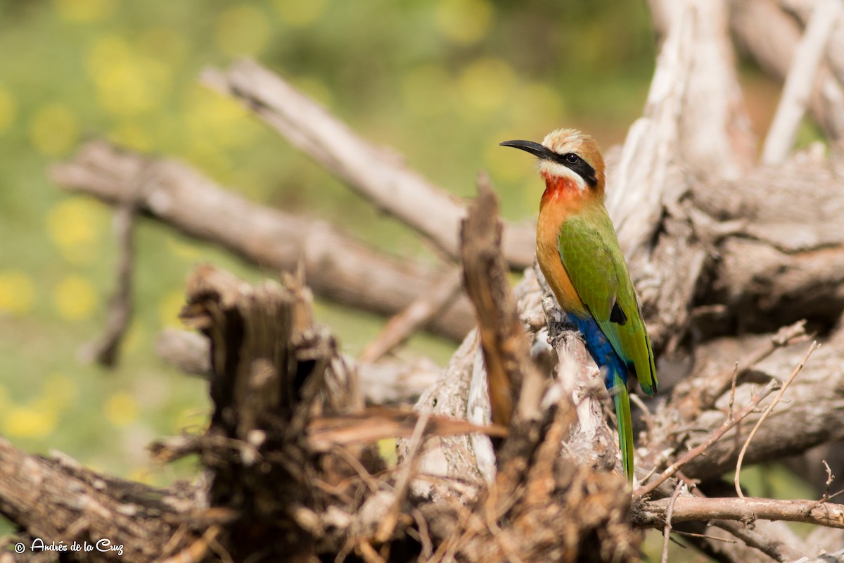 White-fronted Bee-eater - ML628366544