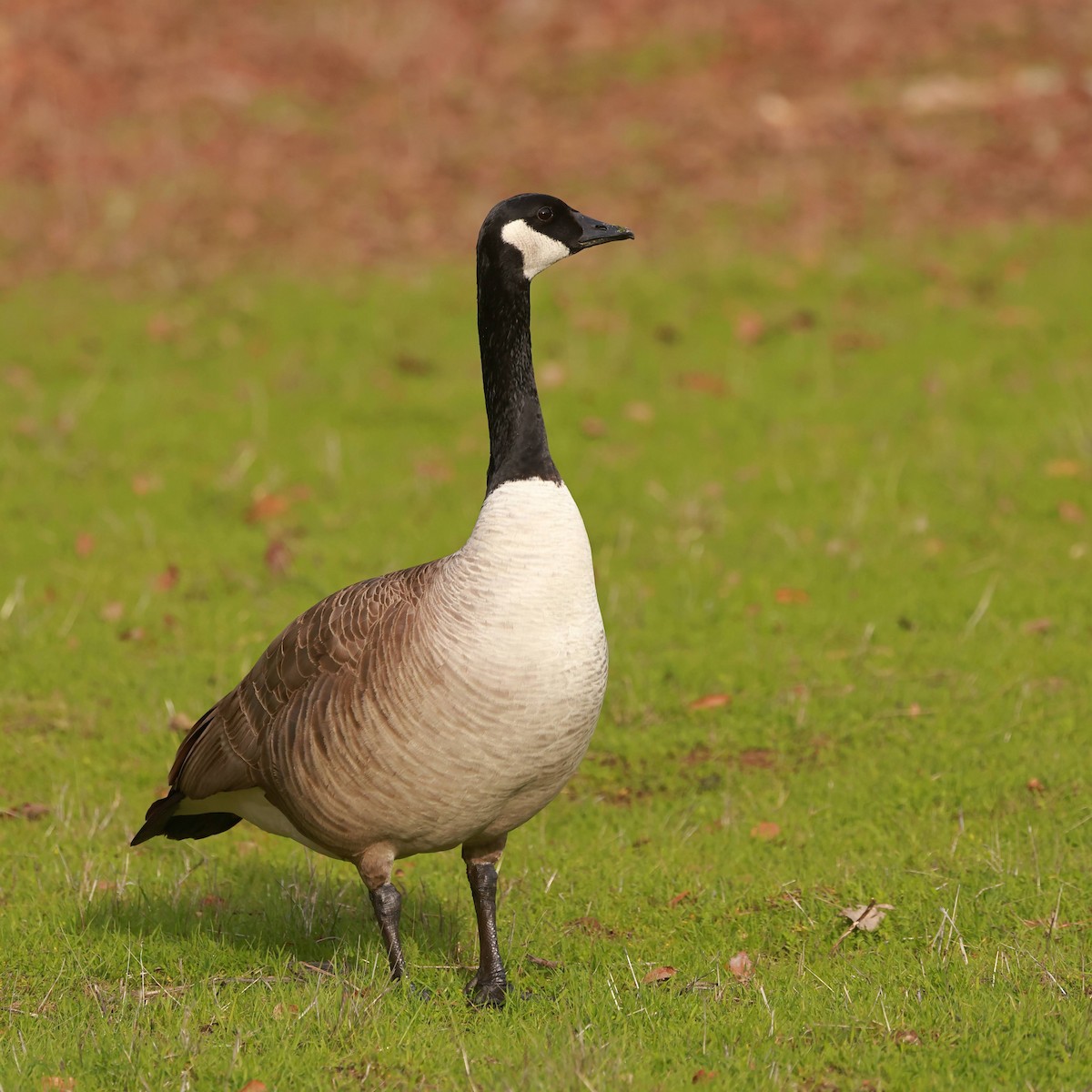 Canada Goose - ML628366555