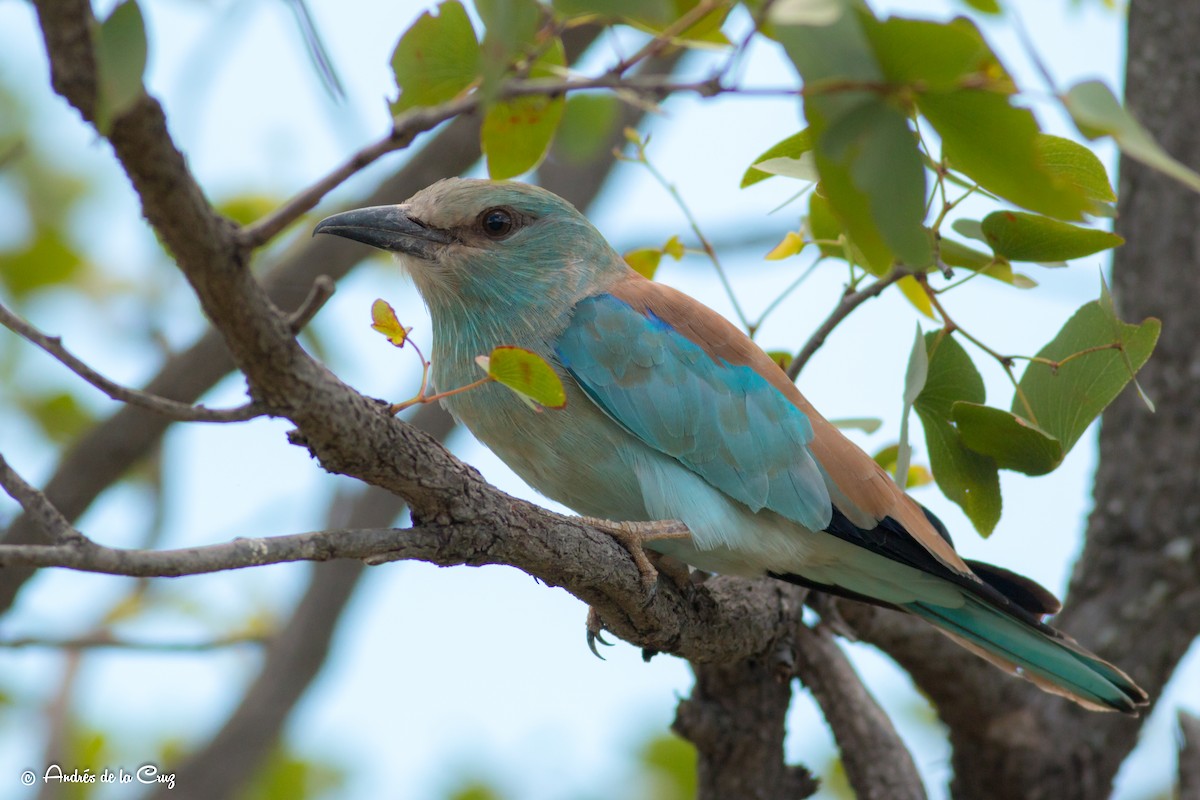 European Roller - ML628366567