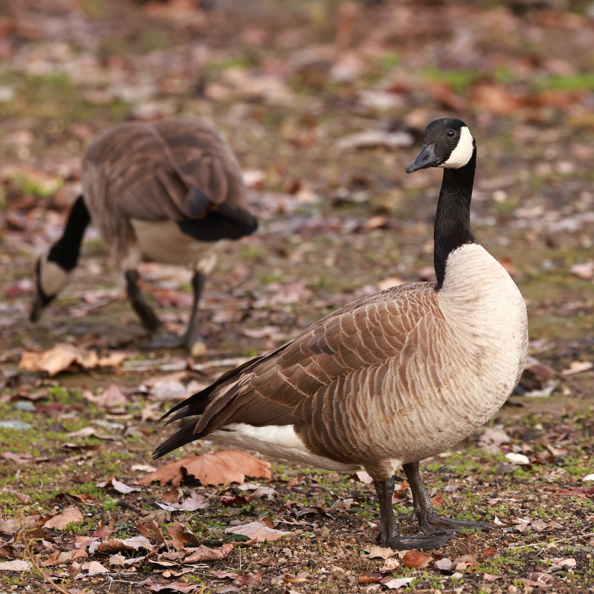 Canada Goose - ML628366581