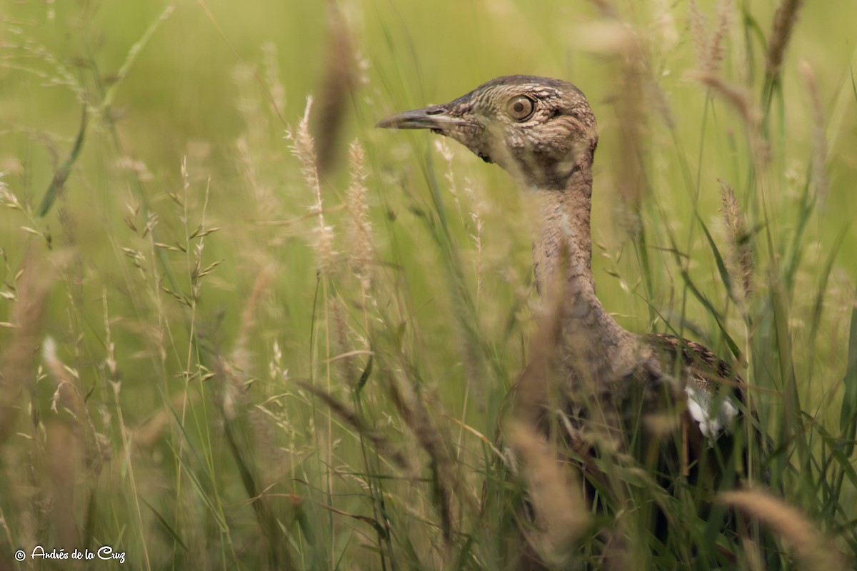 Red-crested Bustard - ML628366662