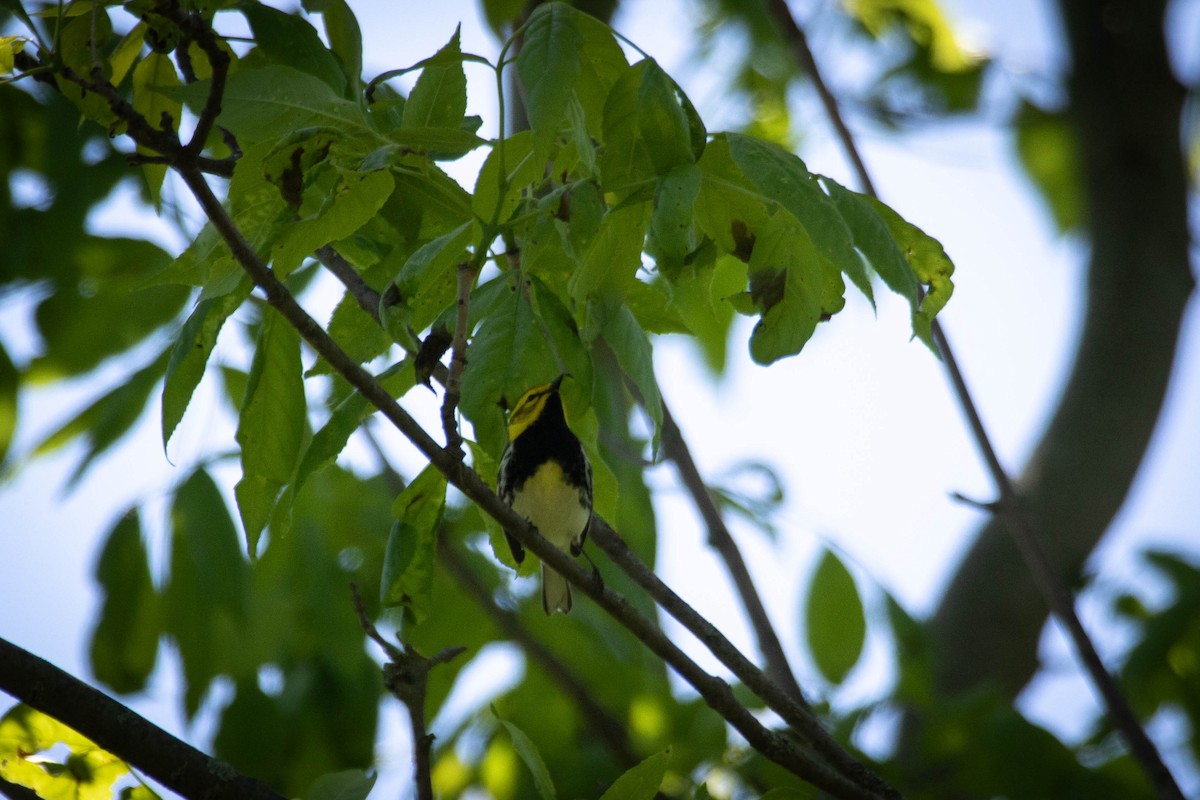 Black-throated Green Warbler - ML628366676