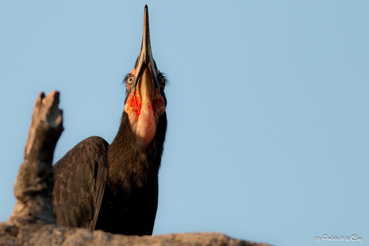 Southern Ground-Hornbill - ML628366698