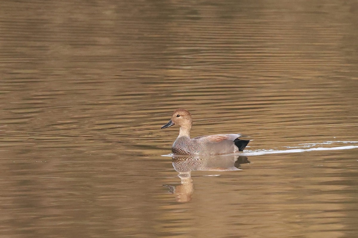 Gadwall - ML628366702