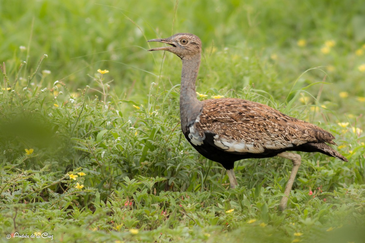 Red-crested Bustard - ML628366726