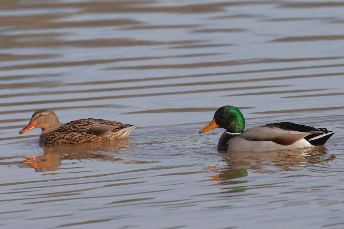 Canard colvert - ML628366742