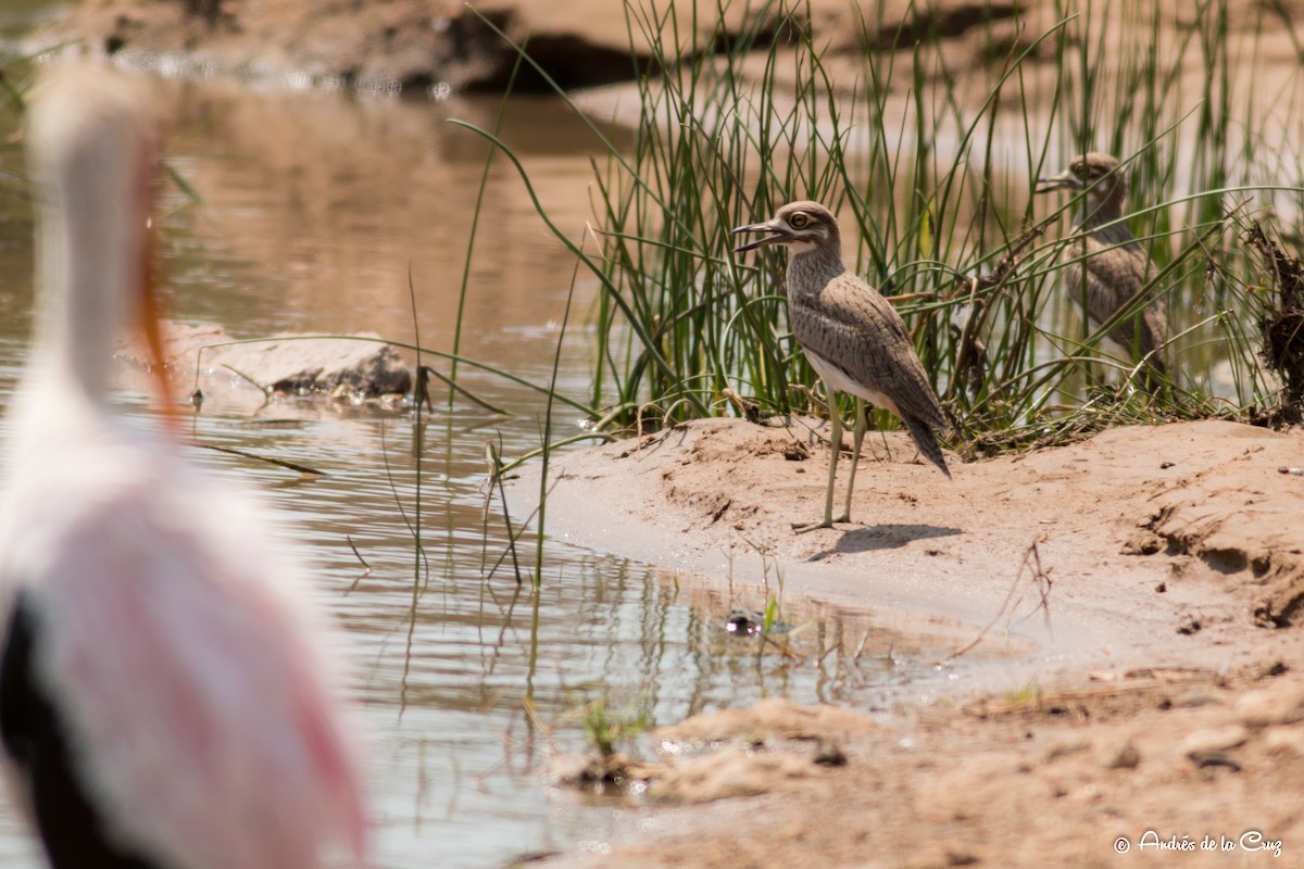 Water Thick-knee - ML628366746