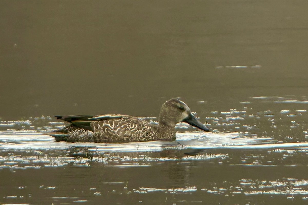 Blue-winged Teal - ML628366771