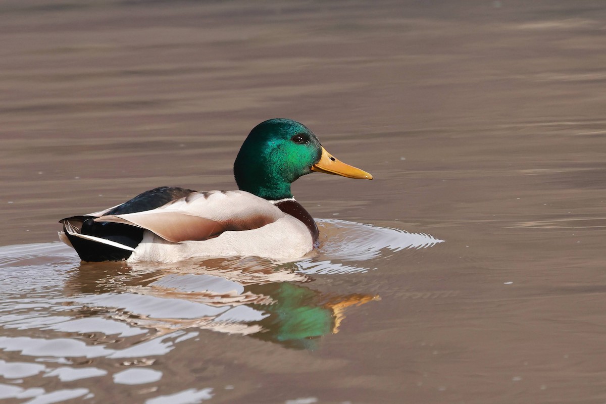Canard colvert - ML628366775