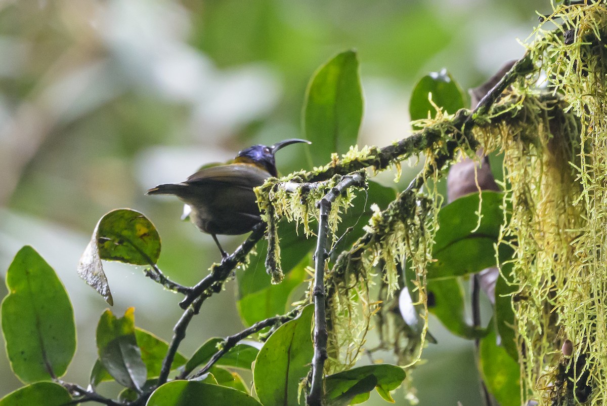 Blue-headed Sunbird - ML628366804