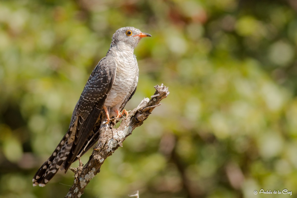 African Cuckoo - ML628366824