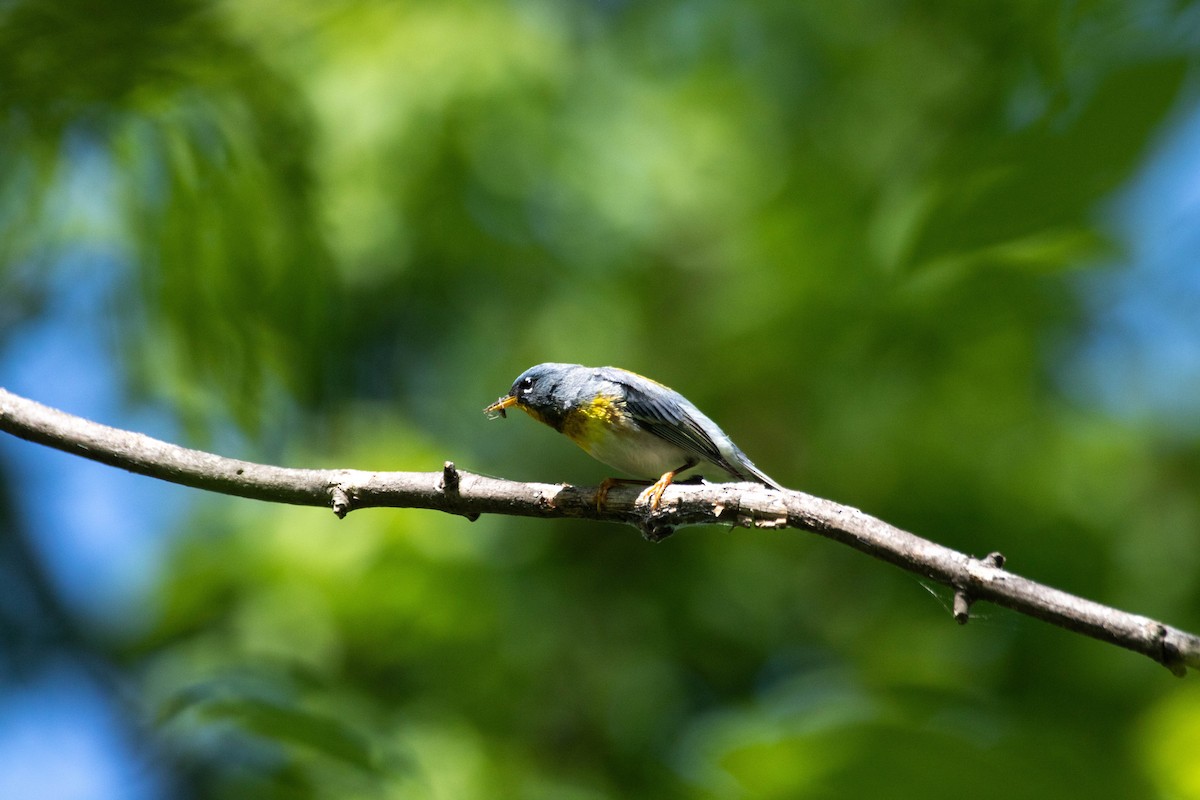 Northern Parula - ML628366905