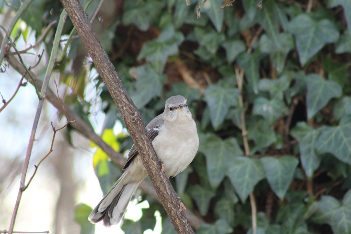 Northern Mockingbird - ML628366914