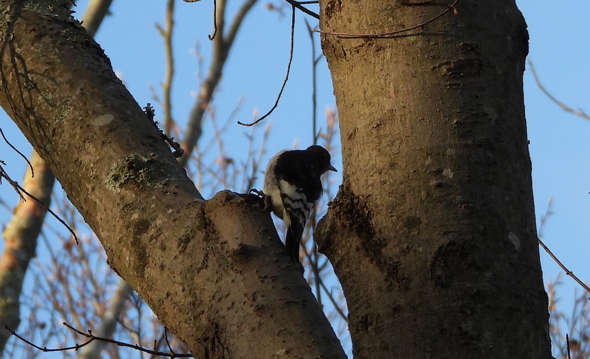 Red-headed Woodpecker - ML628367045
