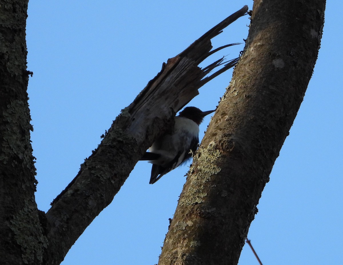 Red-headed Woodpecker - ML628367046