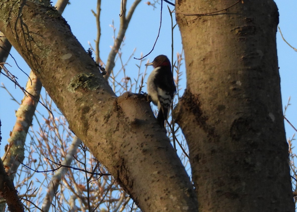 Red-headed Woodpecker - ML628367047