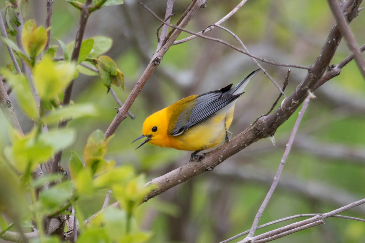 Prothonotary Warbler - ML628367054