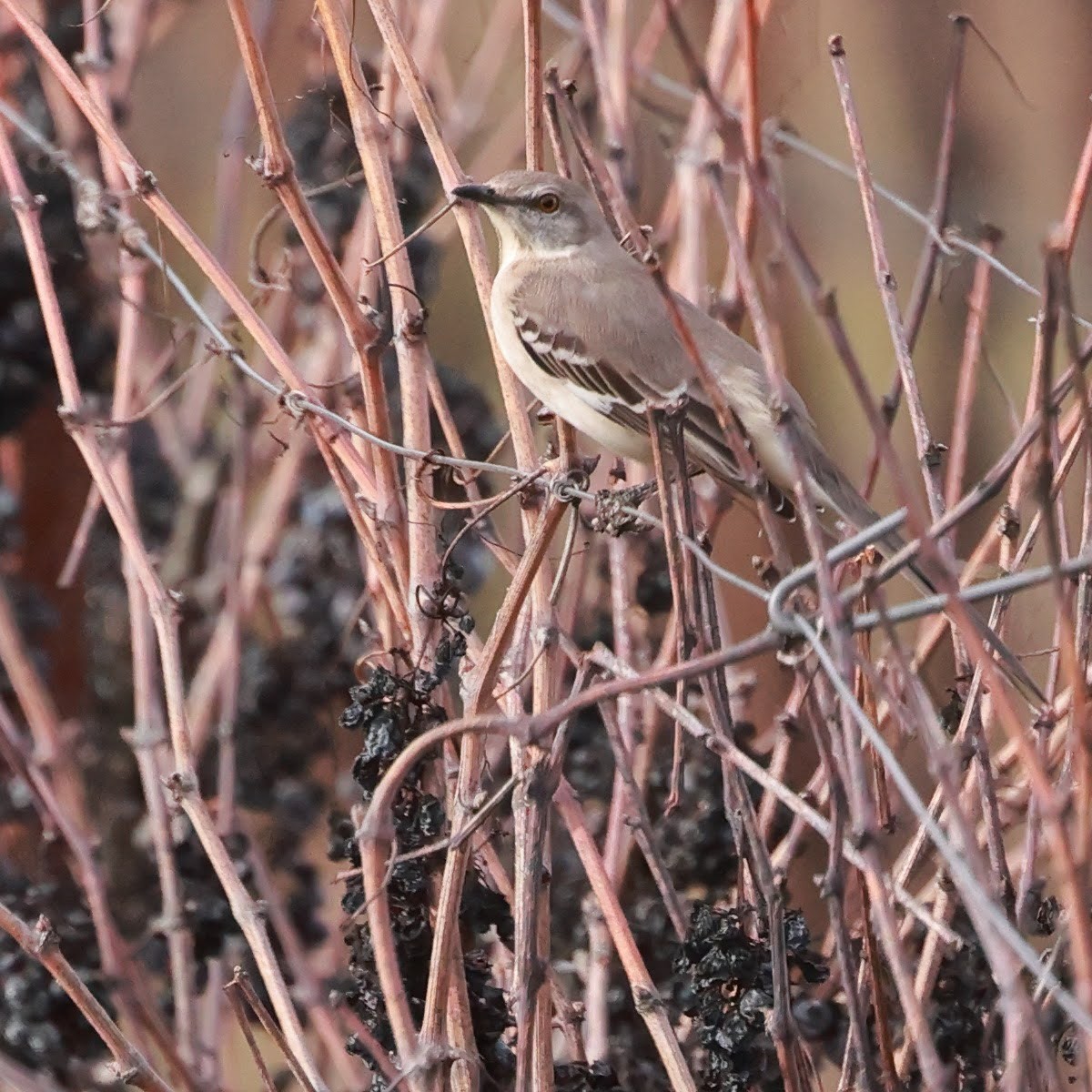 Northern Mockingbird - ML628367072