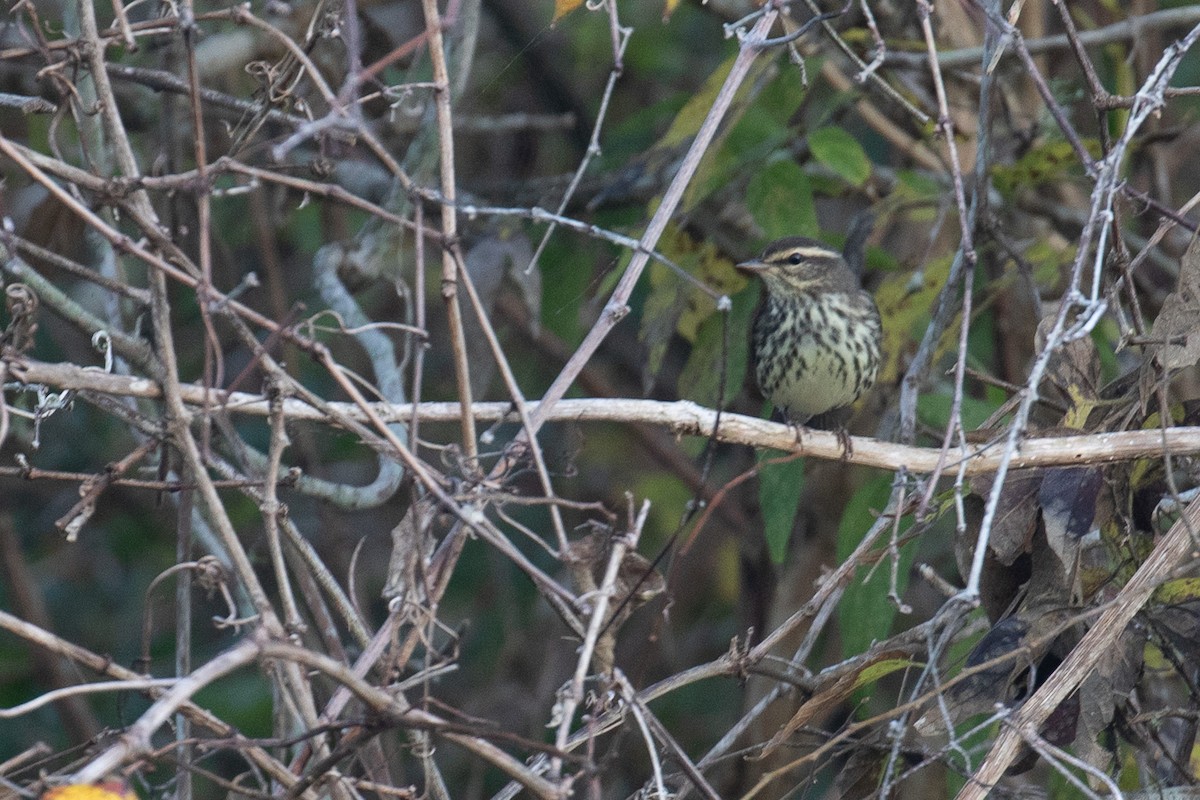 Northern Waterthrush - ML628367083