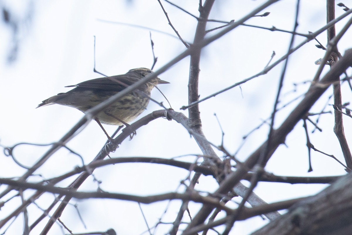 Northern Waterthrush - ML628367084