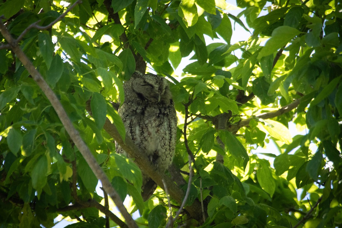 Eastern Screech-Owl - ML628367107