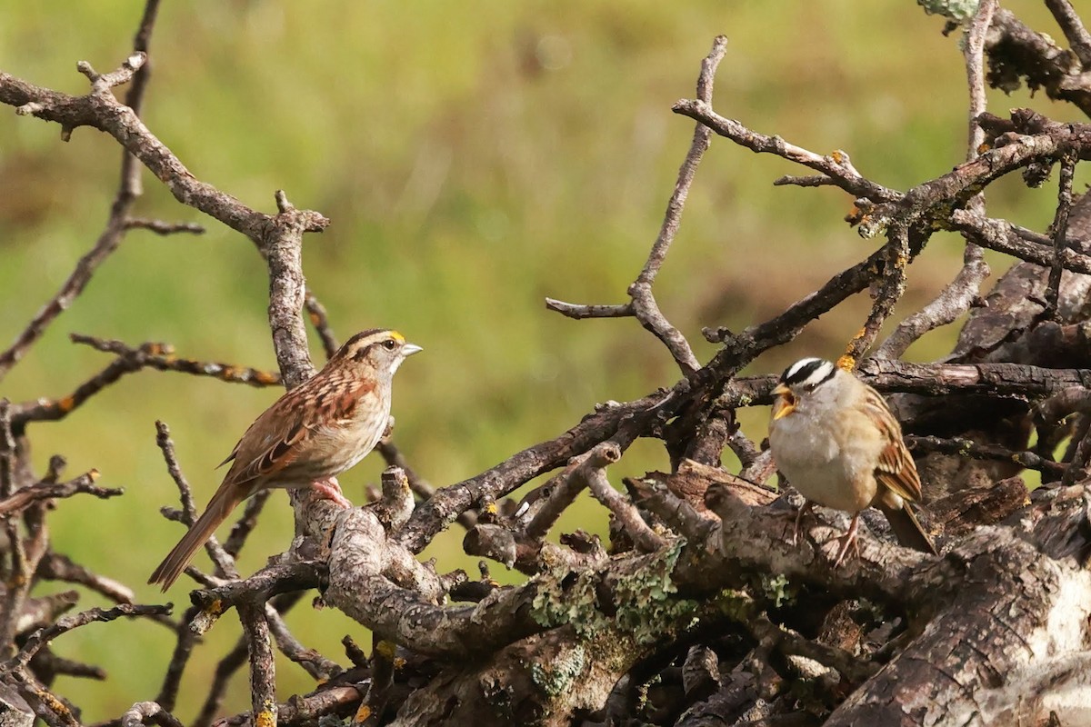 White-throated Sparrow - ML628367129