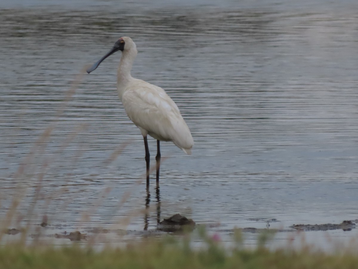 Royal Spoonbill - ML628367188