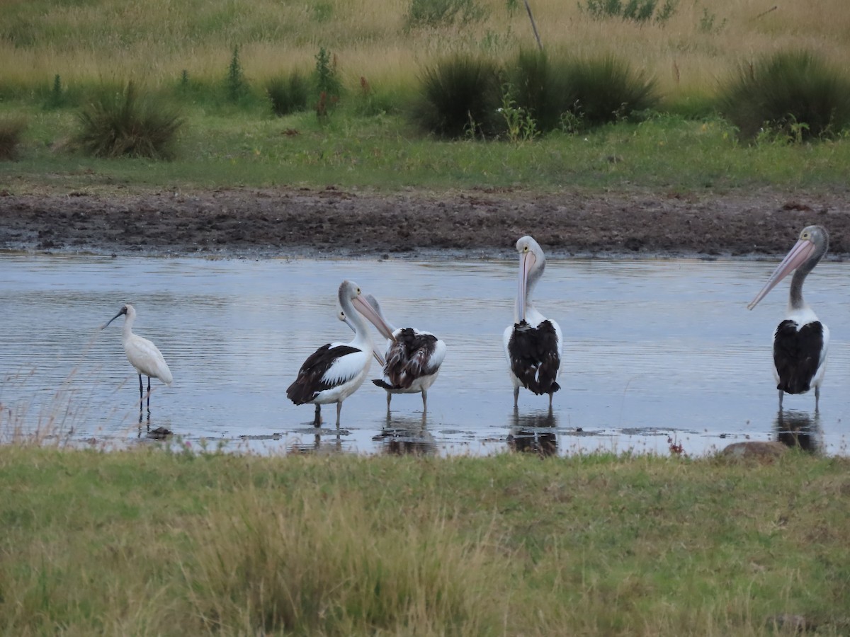 Australian Pelican - ML628367203