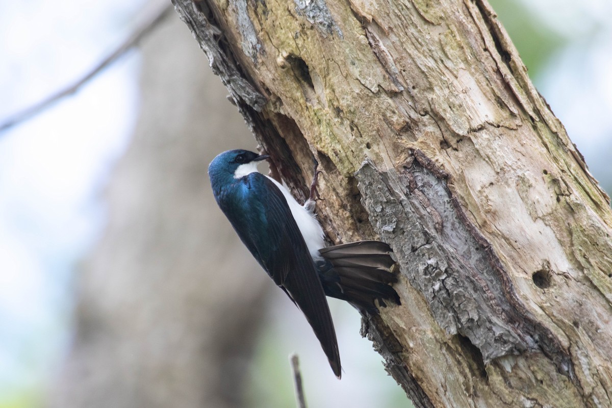 Tree Swallow - ML628367225