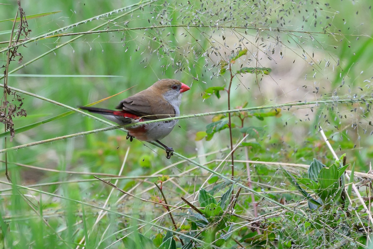 Fawn-breasted Waxbill - ML628367234
