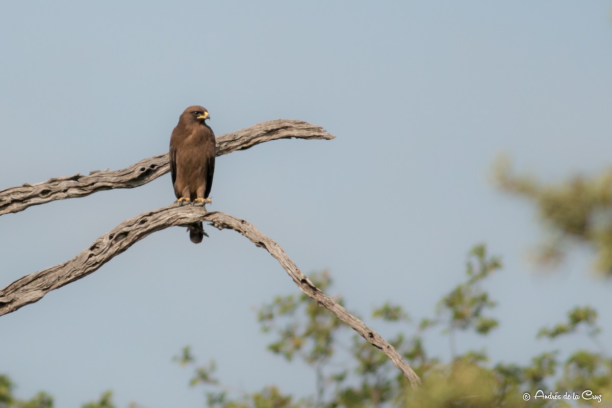 Wahlberg's Eagle - ML628367253