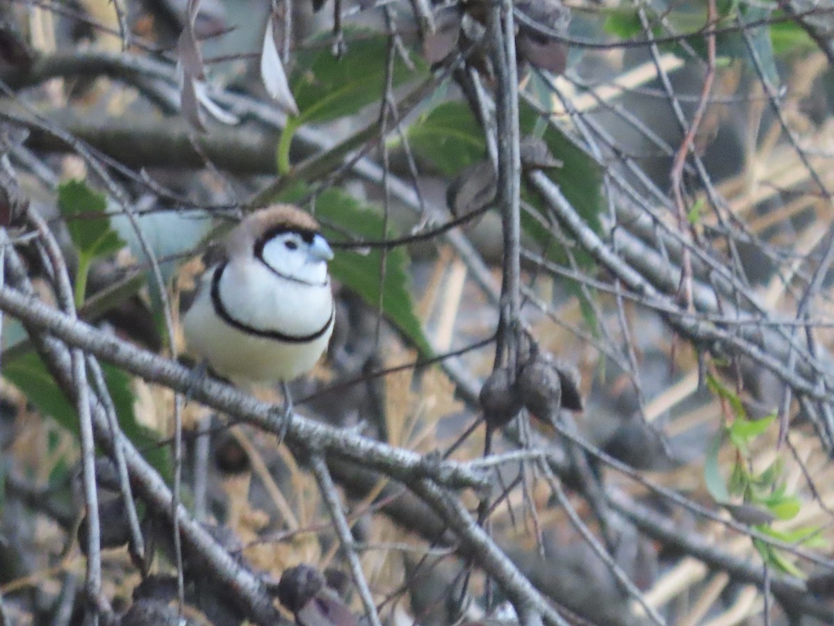 Double-barred Finch - ML628367404