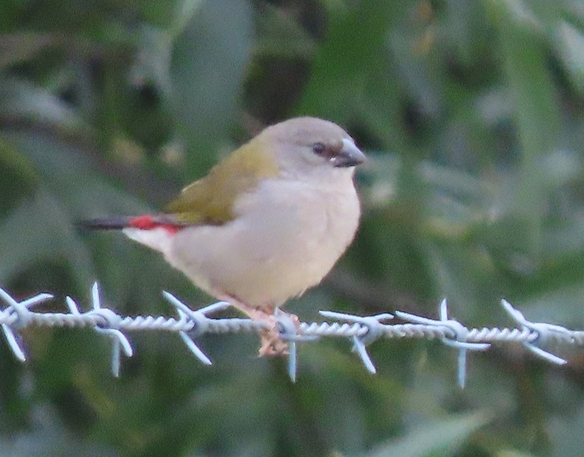 Red-browed Firetail - ML628367421