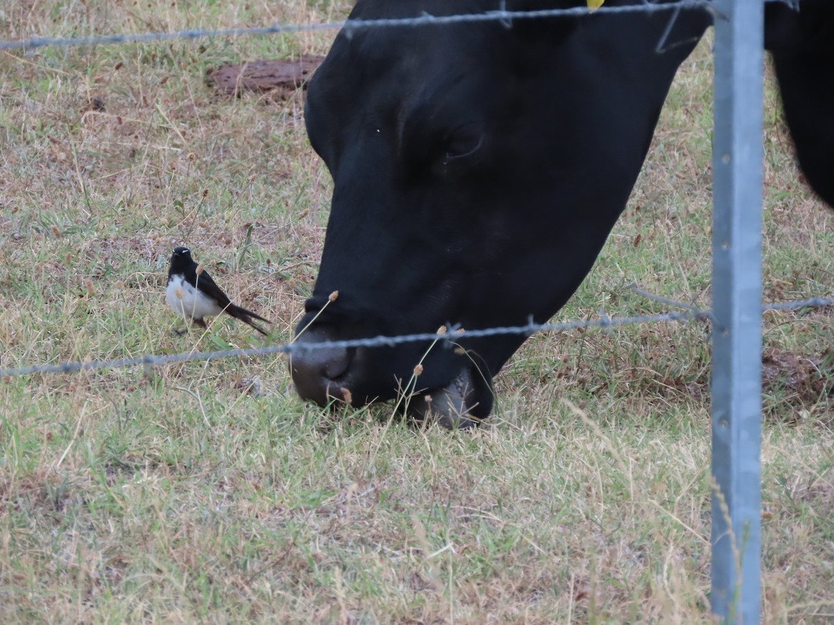 Willie-wagtail - ML628367448
