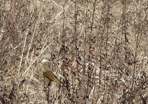 Palmenwaldsänger (hypochrysea) - ML628367453