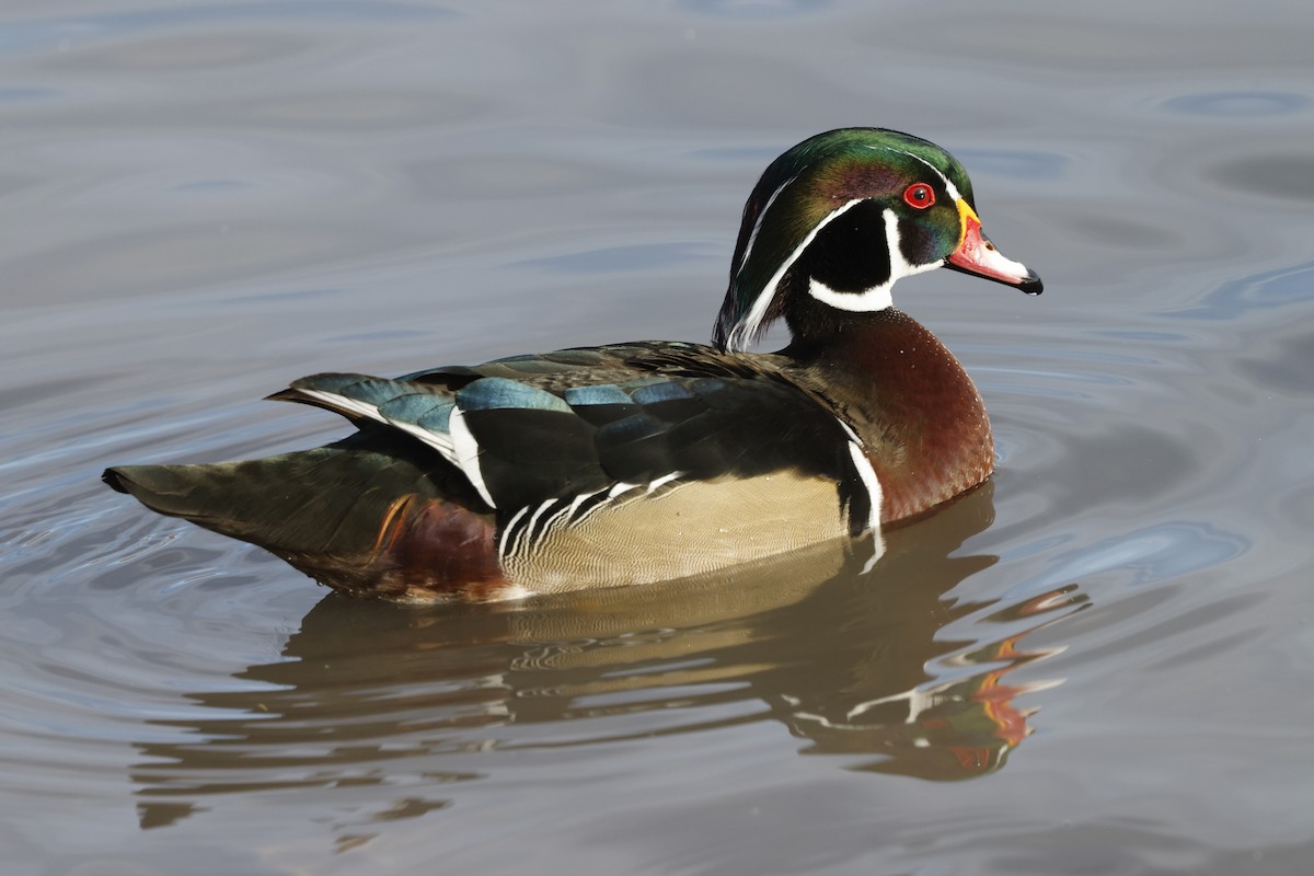 Wood Duck - Machel & Cal Sandfort