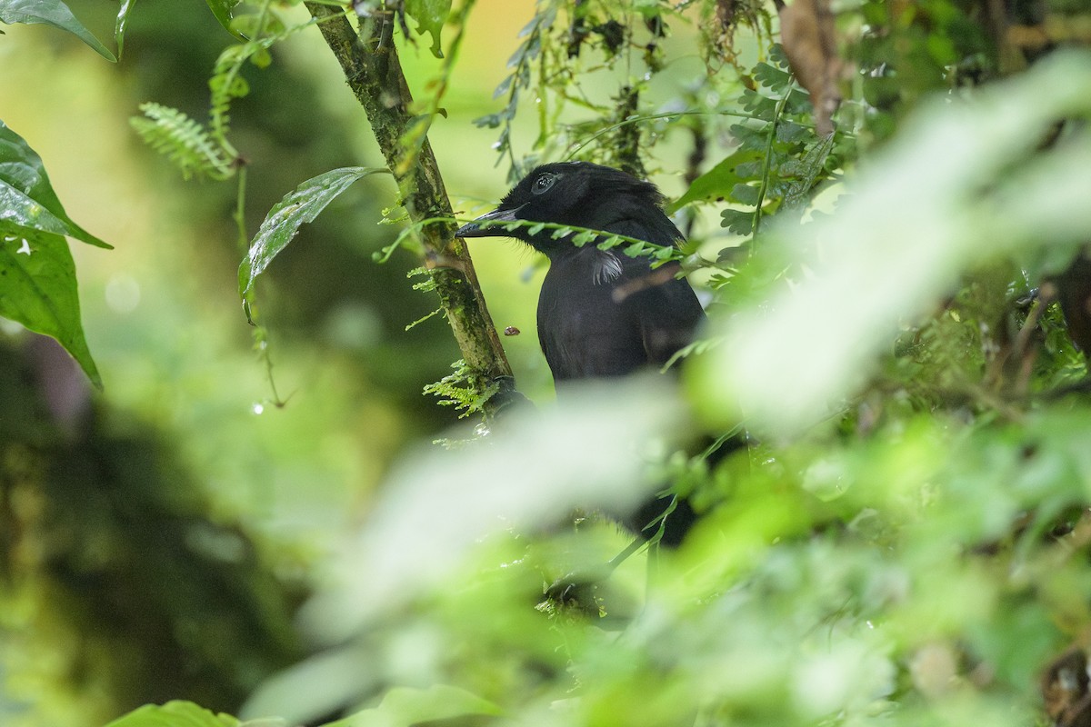 Willard's Sooty Boubou - ML628367498