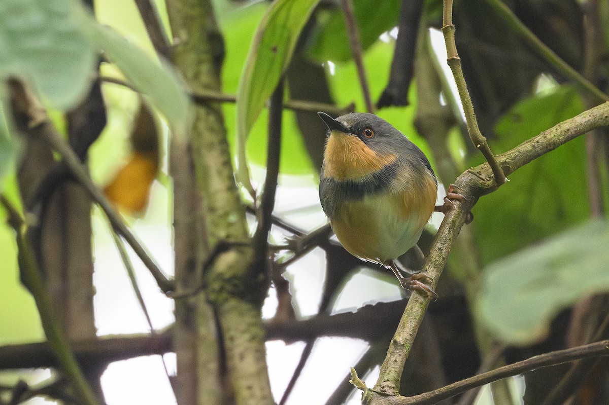 Rwenzori Apalis - ML628367513