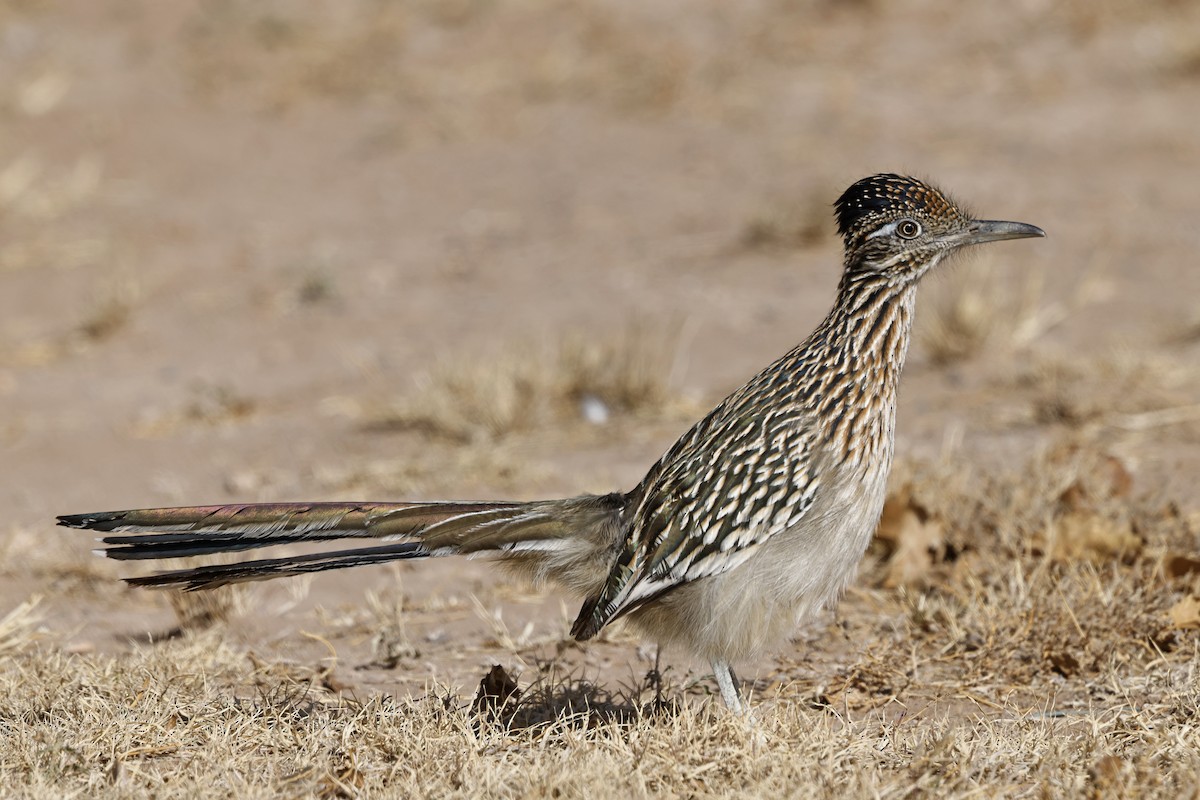 Greater Roadrunner - ML628367579
