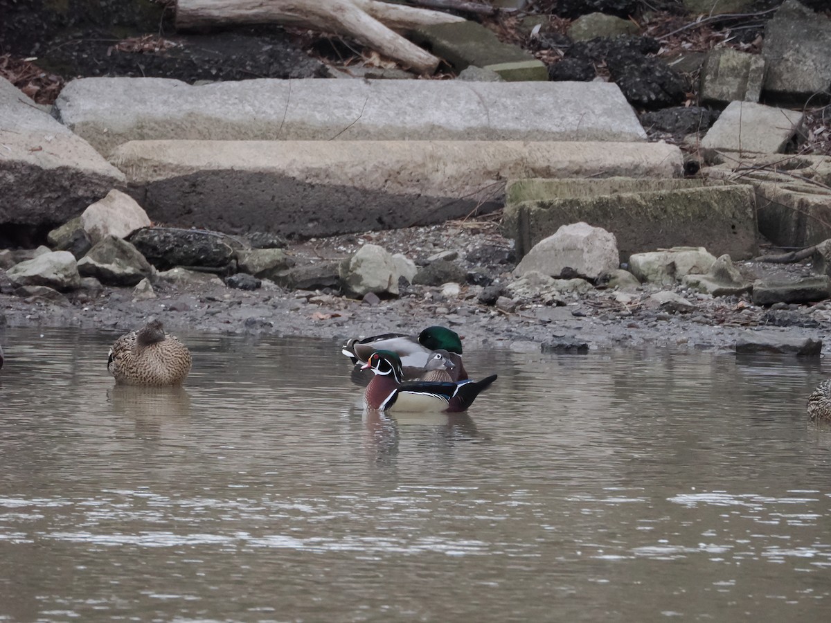 Canard branchu - ML628367629