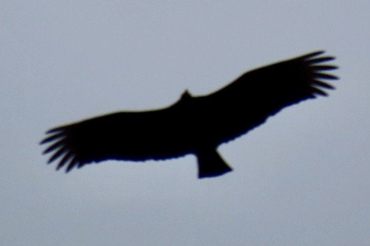 Urubu noir - ML628367642